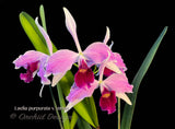 Cattleya (Laelia) purpurata var. striata – Fragrant