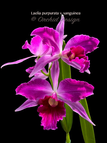 Cattleya (Laelia) purpurata variety sanguinea – Fragrant