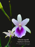 Miltonia regnellii (Species) Fragrant