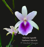 Miltonia regnellii (Species) Fragrant