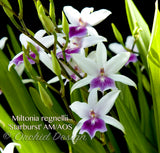 Miltonia regnellii (Species) Fragrant