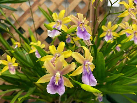 Miltonia regnellii 'aurea' (species) Yellow, Fragrant