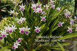 Miltonia regnellii (Species) Fragrant