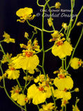 Oncidium Gower Ramsey 'TOW' – Floriferous