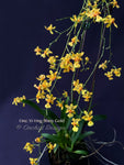 Oncidium Yi-Ying Shiny Gold – Sweet Fragrant!