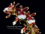 Oncidioda Pacific Pagan 'Kilauea' – very fragrant! Spring Blooming!