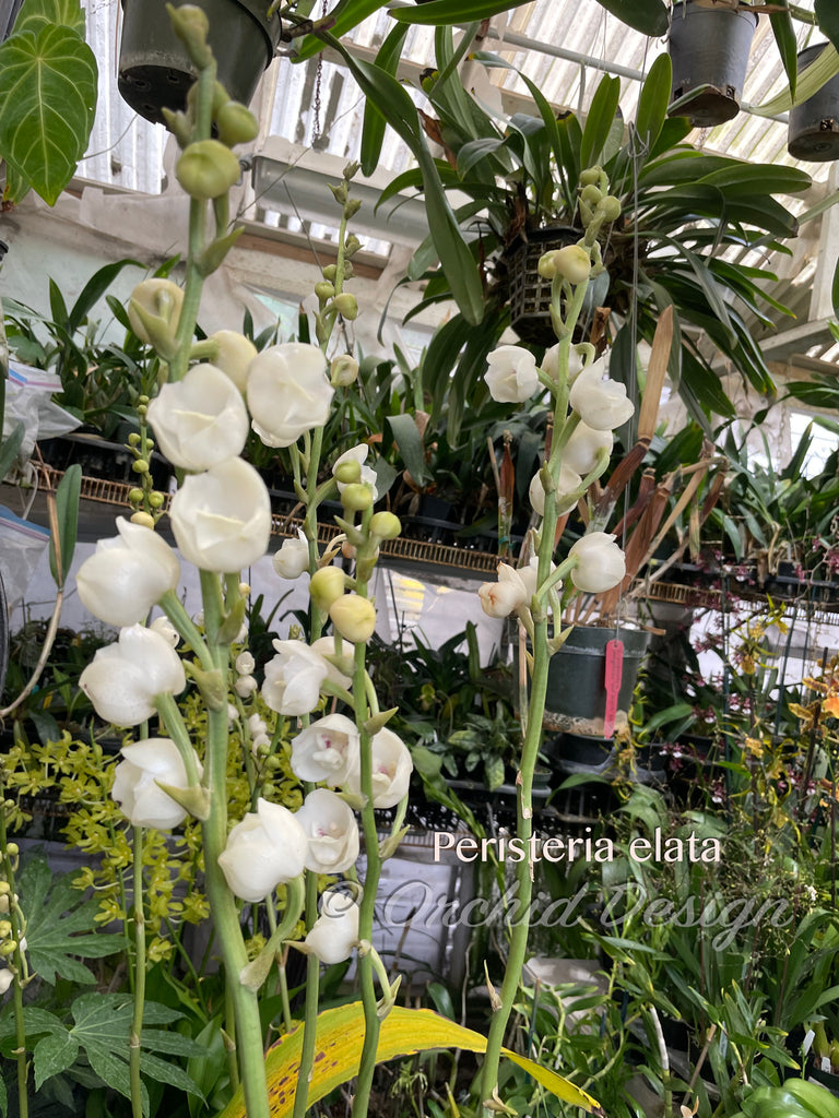 dove lily flower Dove Orchid – Peristeria elata – The rare "Holy Ghost" orchid, Mint Fr – Orchid Design