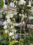 Dove Orchid – Peristeria elata – The rare "Holy Ghost" orchid, Mint Fragrant!