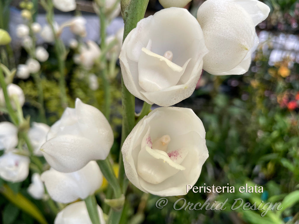 flower of the holy spirit seeds Dove Orchid – Peristeria elata – The rare "Holy Ghost" orchid, Mint Fr – Orchid Design