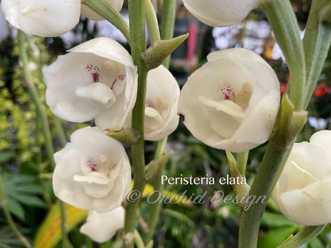 Dove Orchid – Peristeria elata – The rare "Holy Ghost" orchid, Mint Fragrant!