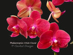 Phal. I-Hsin Oscar, mini Red Phalaenopsis