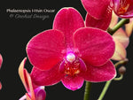 Phal. I-Hsin Oscar, mini Red Phalaenopsis