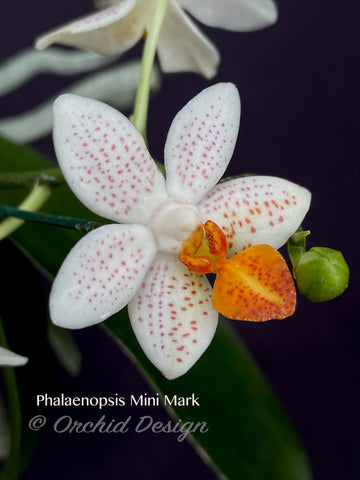 Phalaenopsis Mini Mark – Very Cute, Fragrant!