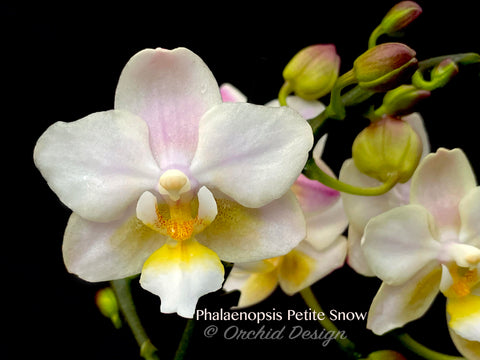 Phalaenopsis Petite Snow fragrant!