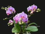 Phalaenopsis Sogo Vivien var. Violet Queen – A true blue