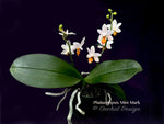 Phalaenopsis Mini Mark – Very Cute, Fragrant!