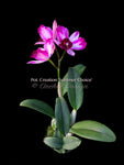 Potinara Creation 'Summer Choice' HCC/AOS Fragrant!