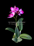 Potinara Creation 'Summer Choice' HCC/AOS Fragrant!