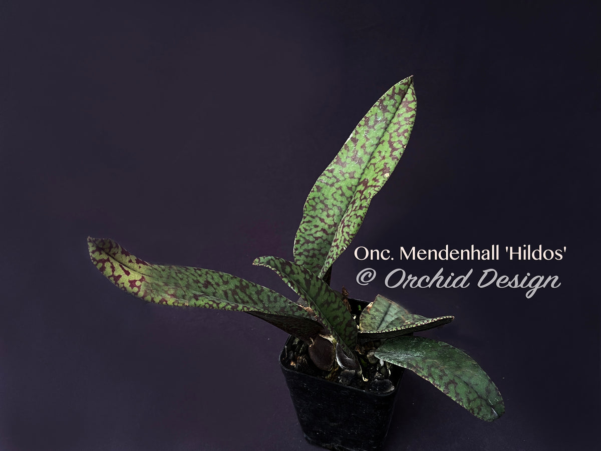 Psychopsis Mendenhall 'Hildos' FCC/AOS – Butterfly orchid – Orchid Design