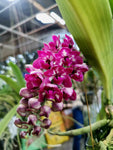 Rhynchostylis gigantea Big Spots – XLarge, fragrant!