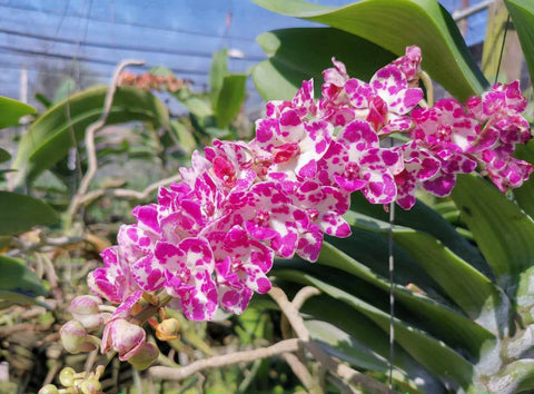 Rhynchostylis gigantea Big Spots – XLarge, fragrant!