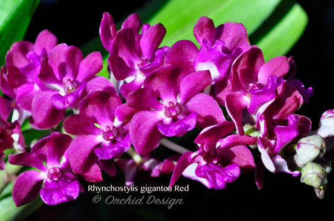 Rhynchostylis gigantea Red – XLarge, fragrant!