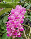 Rhynchostylis gigantea Pink – Fragrant, in spikes