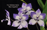 Tsubotaara Melinda Marie 'Blue Sapphire' Fragrant Zygo.