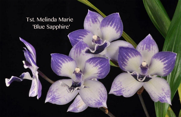 Tsubotaara Melinda Marie 'Blue Sapphire' Fragrant Zygo. – Orchid