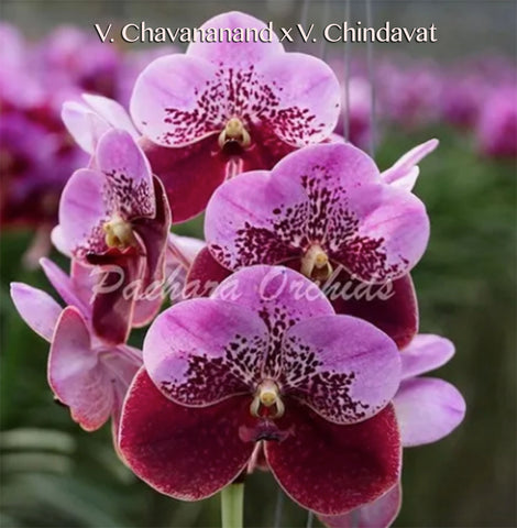 Vanda (Chavananand x Chindavat)