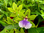 Zygoneria Adelaide Meadows Green Flowers, Fragrant!