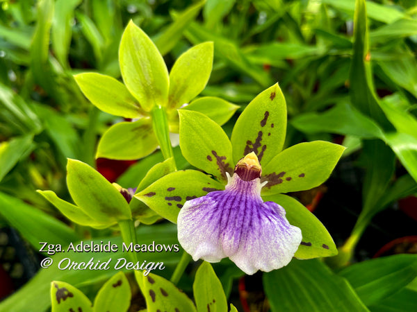 Zga.AdelaideMeadowsOD_600x600.