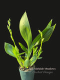 Zygoneria Adelaide Meadows Green Flowers, Fragrant!