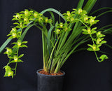 Cymbidium lowianum variety concolor (Species) - Orchid Design
