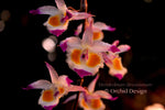 Dendrobium devonianum – Species – Fragrant - Orchid Design