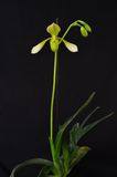 Paphiopedilum Toni Semple Flavum – Rare Alba form - Orchid Design