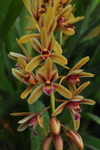 Cymbidium aloifolium – Rare Species - Orchid Design