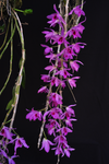 Dendrobium anosmum – Very Fragrant! - Orchid Design