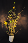 Dendrobium hancockii – Honey Fragrance! - Orchid Design