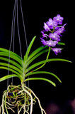 Perreiraara LeBeau Blue – Fragrant Vanda - Orchid Design