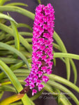 Arpophyllum alpinum – The hyacinth orchid - Orchid Design