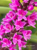Arpophyllum alpinum – The hyacinth orchid - Orchid Design