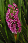 The Giant Arpophyllum gigantium – hyacinth orchid
