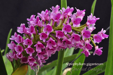 The Giant Arpophyllum gigantium – hyacinth orchid