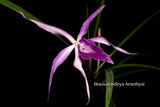 BrassoCattleya Amethyst - Orchid Design