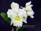 Cattleya Blc. Hawaii Island Bride '#1' White, Fragrant