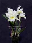 Fragrant Cattleya Blc. Hawaii Island Bride '#1' White