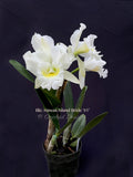 Cattleya Blc. Hawaii Island Bride '#1' White, Fragrant