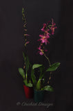 Beallara Marfitch 'Howard's Dream' AM/AOS - Orchid Design