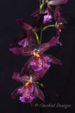 Beallara Marfitch 'Howard's Dream' AM/AOS - Orchid Design